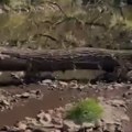 Južna Morava na ivici ekološke katastrofe: Nadležni nemo posmatraju