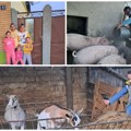 Povratak na selo ostvario snove porodici Laslo Mladi bračni par posle decenije skućio se u Bačkom Petrovom Selu