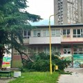 Drveće u dvorištima vrtića van programa JKP „Mediana“, „Pčelica“ najavljuje provere
