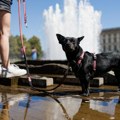 Koje životinje su najugroženije na visokim temperaturama?