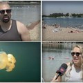 "Neće one ništa, samo ih ne dirajte": Beograđani otkrili da li se plaše meduza na Adi Ciganliji (Video)