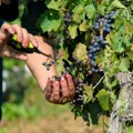Berba grožđa nikad isplativija: Berača nema, pa vinogradari dižu cene dnevnica koje dostižu i do 60 evra