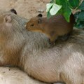 Bekstvo iz zoo-vrta: najveći glodar na svetu mesecima uspešno izmiče dronovima i potrazi