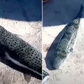 VIDEO Riba čiji ugriz kida meso primećena kod Krita: Stiglo hitno upozorenje za turiste, njen otrov je jači od cijanida