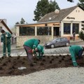 Kod spomenika Zmaj Jovi u Sremskoj Kamenici posađeno 100 ruža, radovi na prolećnom uređenju grada