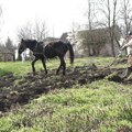 U Ljutovu kod Subotice još možete videti kako se ore uz pomoć konja