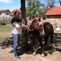 Izletnička oaza u Tobolcu kod Trstenika čeka ljubitelje konja