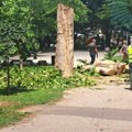 Čitaoci javljaju: Posle drveća na trgu sad seku i u parku