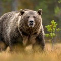 Još jedan napad krvoločne zveri! Muškarac iz Bajine Bašte jedva preživeo!