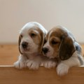 5 najboljih rasa pasa na svetu: Veterinarka kaže da prvi na listi obožava decu