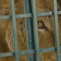 Napad na zoološki vrt u Zaporoškoj oblasti: Lav ranjen šrapnelima