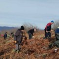 Pošumljena površina od 6,9 hektara u ataru sela Babičko