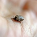 Epidemija ujeda krpelja u Rusiji