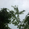Nad Leskovcem se nebo smračilo i spustilo nisko. Grmi i seva, ali za sada pada tek sitna kiša. Gromovi kao da hodaju po…
