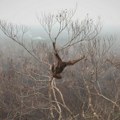 Indonezija premestila osam ugroženih orangutana na sigurno posle požara na Borneu
