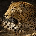 Leopard ubio ženu u Holandiji!