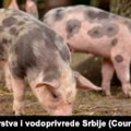 U Srbiji od početka epidemije afričke kuge eutanazirano više od 78.000 svinja