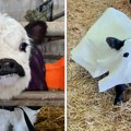 Mini krave osvajaju svet: Preslatke su, daju mnogo mleka, ali imaju jednu manu