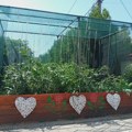 Krastavac iz centra Valjeva: Porodica Marović ubira prve plodove, a stiže i paprika i paradajz