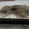 Žardinjera- fontana obradovala pse lutalice