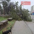 Drvo iz Velikog parka u Kragujevcu palo na trotoar