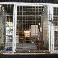 Prijava protiv odgovornih u Upravi za veterinu: „Sumnja na krađu skoro 14 miliona evra iz budžeta dok se napuštene životinje…