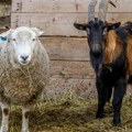Nova epidemiološka pretnja za stočare: Virus boginja ovaca i koza stigao u Srbiju