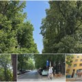 (Foto) Spomenik prirode koji još čeka na zvaničnu titulu – Radnička ulica (Novi Sad)