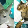 FOTO: Niški "Zoo planet" zbrinuo povređenu srnu i divljeg mačka