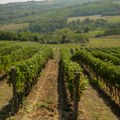 Šumadija među vinskim regijama u brzom usponu
