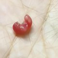 Pronašla životinju veličine graška i othranila je! Šokirala se kad je videla u šta je izrasla: Evo kako ova mrvica danas…
