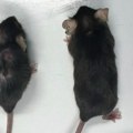 Medicina i starenje: Lek produžio život miševima u laboratoriji, može li i ljudima