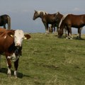 Hiljadu krava i konja na Suvoj planini ostalo bez kapi vode, stočari preklinju za pomoć