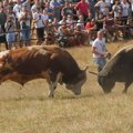 U ovom mestu u komšiluku se organizuju borbe bikova! Tradicija se prenosi decenijama: "Gaje ih čak u centru grada"