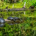 Jeziva fotografija vezanih životinja deli se mrežama - ljudi sumnjaju na vradžbinu FOTO