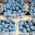 Borovnica u otkupu skuplja od maline