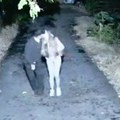 "Stoka, ne bira sredstvo da dođe do cilja" Isprozivao Sofiju zbog afere sa dedom od 70 godina: "Fali joj samo stida i obraza!"