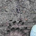 (Foto) Jezivi tragovi zveri na sve strane, svi u strahu "Ni sami ne znamo koliko je ovaca ubio": Meštani sela kraj Požege…