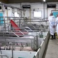 Afrička kuga ugrožava srpsko svinjarstvo – najvažnije što pre prijaviti sumnju na zarazu