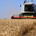 Кукуруз и пшеница преко 21 динар, јечам скупљи за један одсто