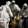 Italija prijavila izbijanje ptičijeg gripa na farmi u severoistočnom delu zemlje