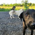 Cvetanović najavio plaćanje sterilizacije vlasničkih pasa u Leskovcu iz budžeta