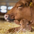 Nikon AI kamera pomaže seljacima da otkriju kada su krave spremne da se otele