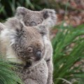 Jedan ljudski život, stado ovaca ili 50 koala – koga biste najpre spasili, i šta taj odgovor otkriva o vama