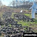 Više od 800 divljih ptica uginulo na severu Srbije