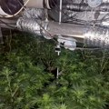 Otkrivena laboratorija marihuane u Kragujevcu: Uhapšene dve osobe, zaplenjene velike količine konoplje