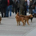 Brojni napadi pasa lutalica na građane Novog Pazara zahtevaju rešenje - grad uskoro dobija veliki azil! "Broj čopora na…