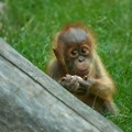 Policija spasila dva mladunčeta orangutana: Uhapšen krijumčar životinja, ovo je suma za koju bi bili prodati
