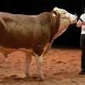 Mladi bik prodat za čak 146.000 evra!