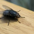 Beč gaji insekte za stočnu hranu i đubrivo: Crne vojničke muve recikliraju ostatke i stvaraju proteine i đubrivo za…
